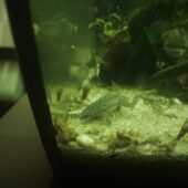 Afrikanische Zwergkrallenfrösche