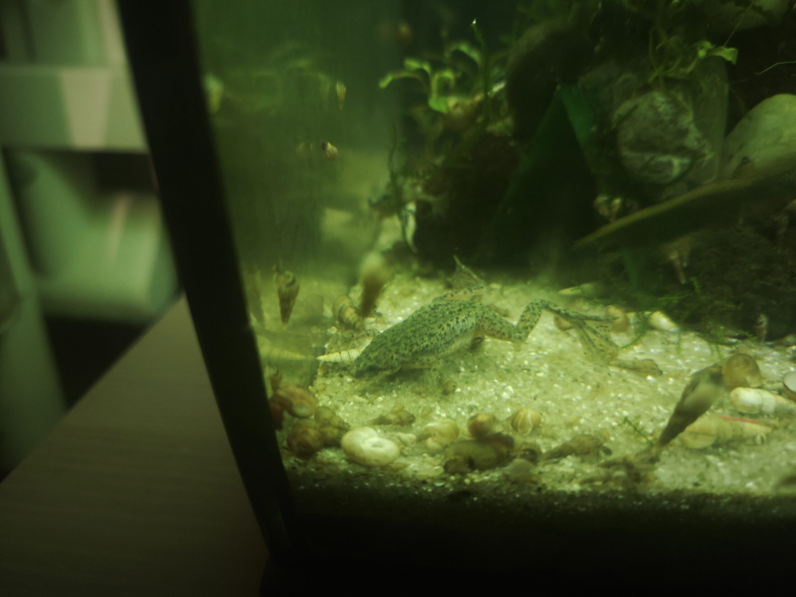 Afrikanische Zwergkrallenfrösche