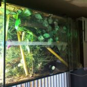 Tagesgekos Fhelsuma Borbonica