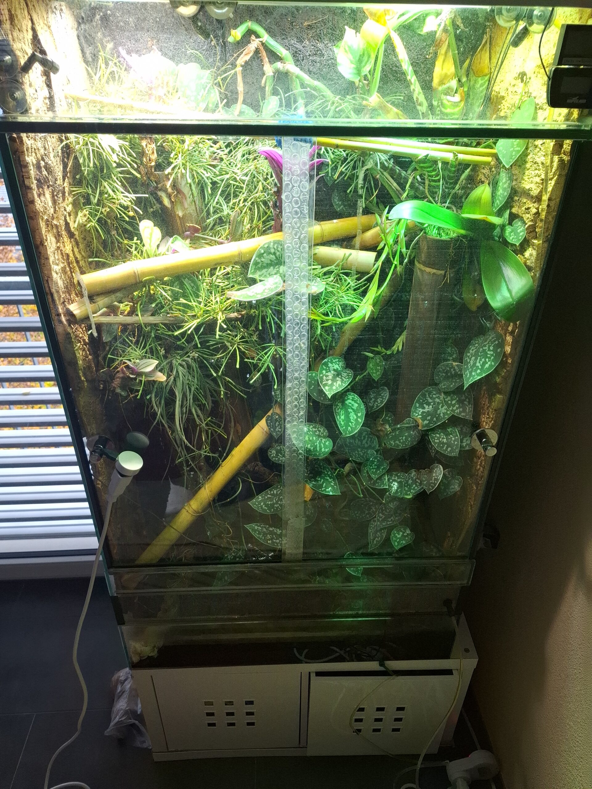 Tagesgekos Fhelsuma Borbonica