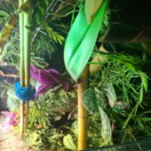 Tagesgekos Fhelsuma Borbonica