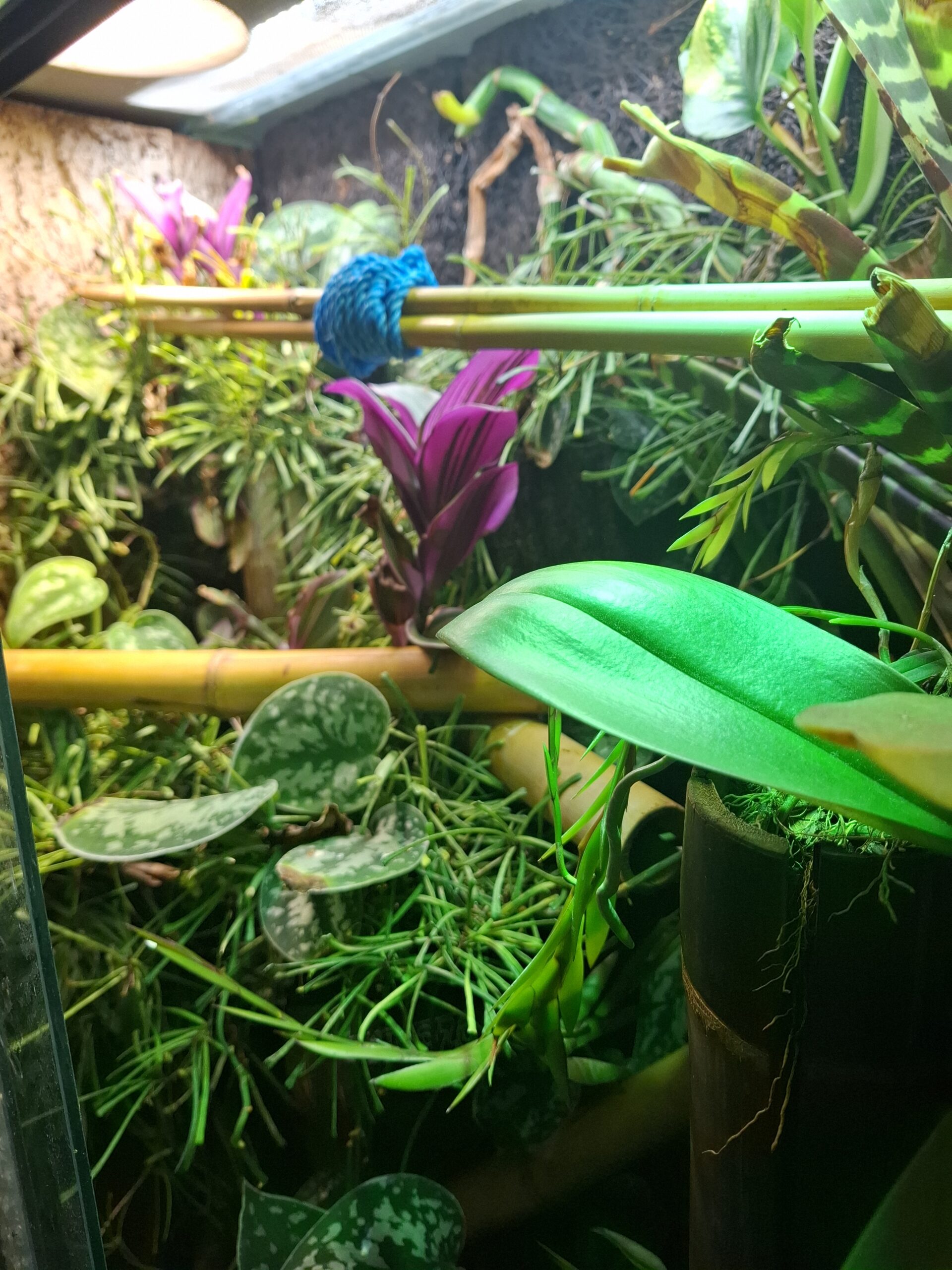 Tagesgekos Fhelsuma Borbonica