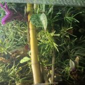 Tagesgekos Fhelsuma Borbonica