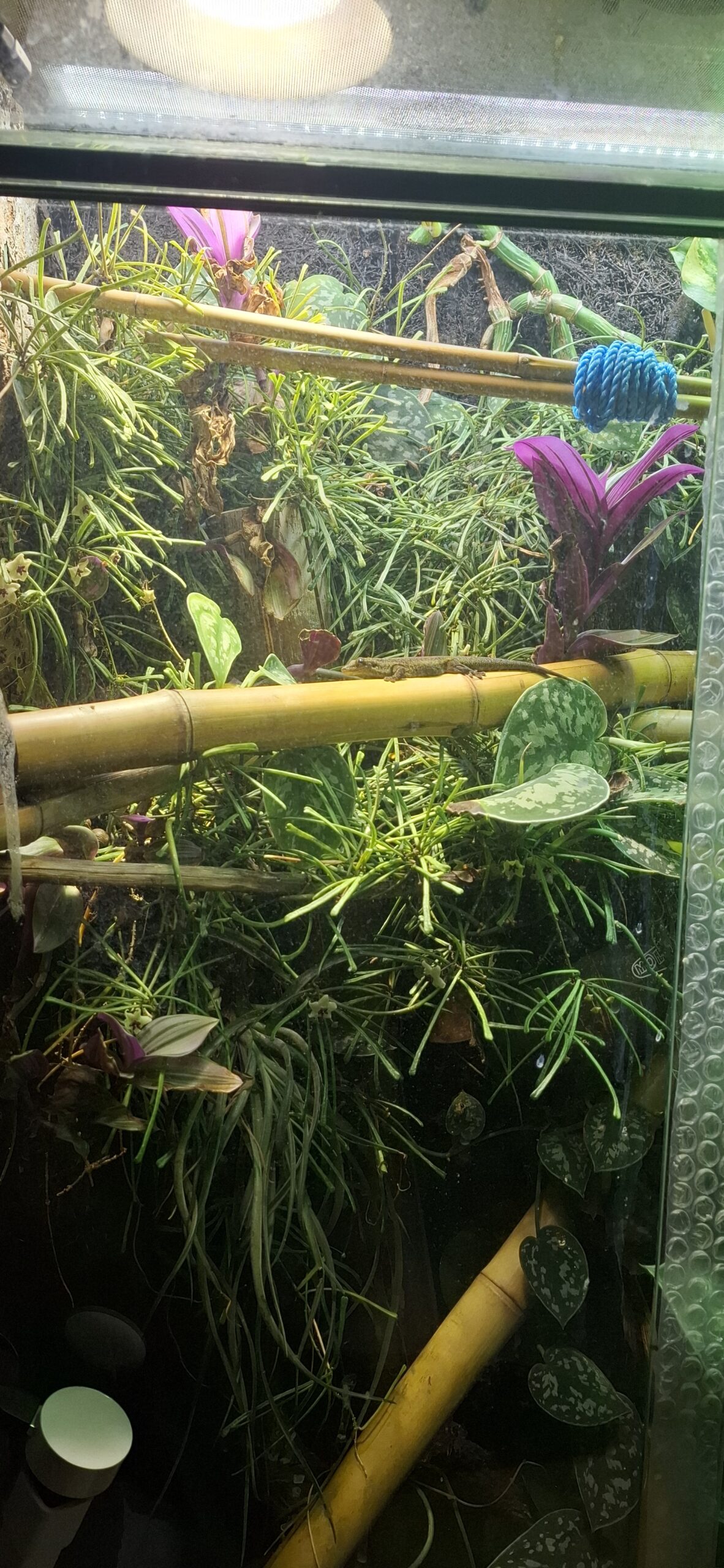 Tagesgekos Fhelsuma Borbonica