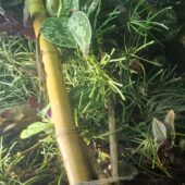 Tagesgekos Fhelsuma Borbonica