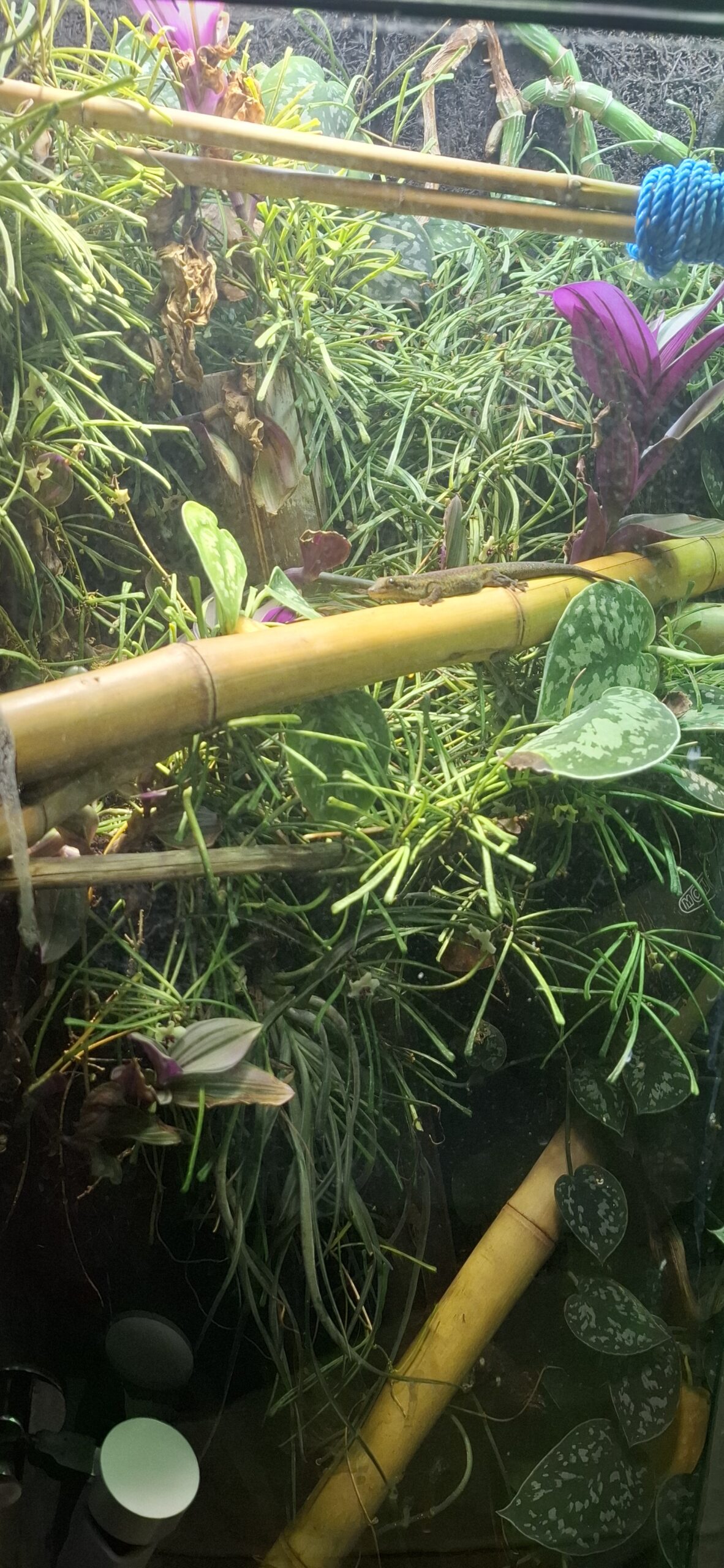 Tagesgekos Fhelsuma Borbonica