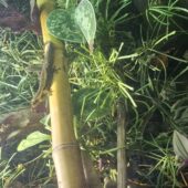 Tagesgekos Fhelsuma Borbonica