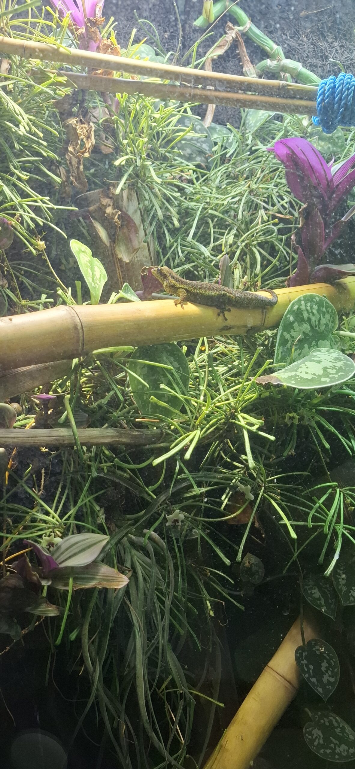 Tagesgekos Fhelsuma Borbonica