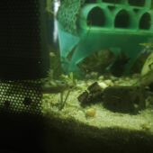 Afrikanische Zwergkrallenfrösche