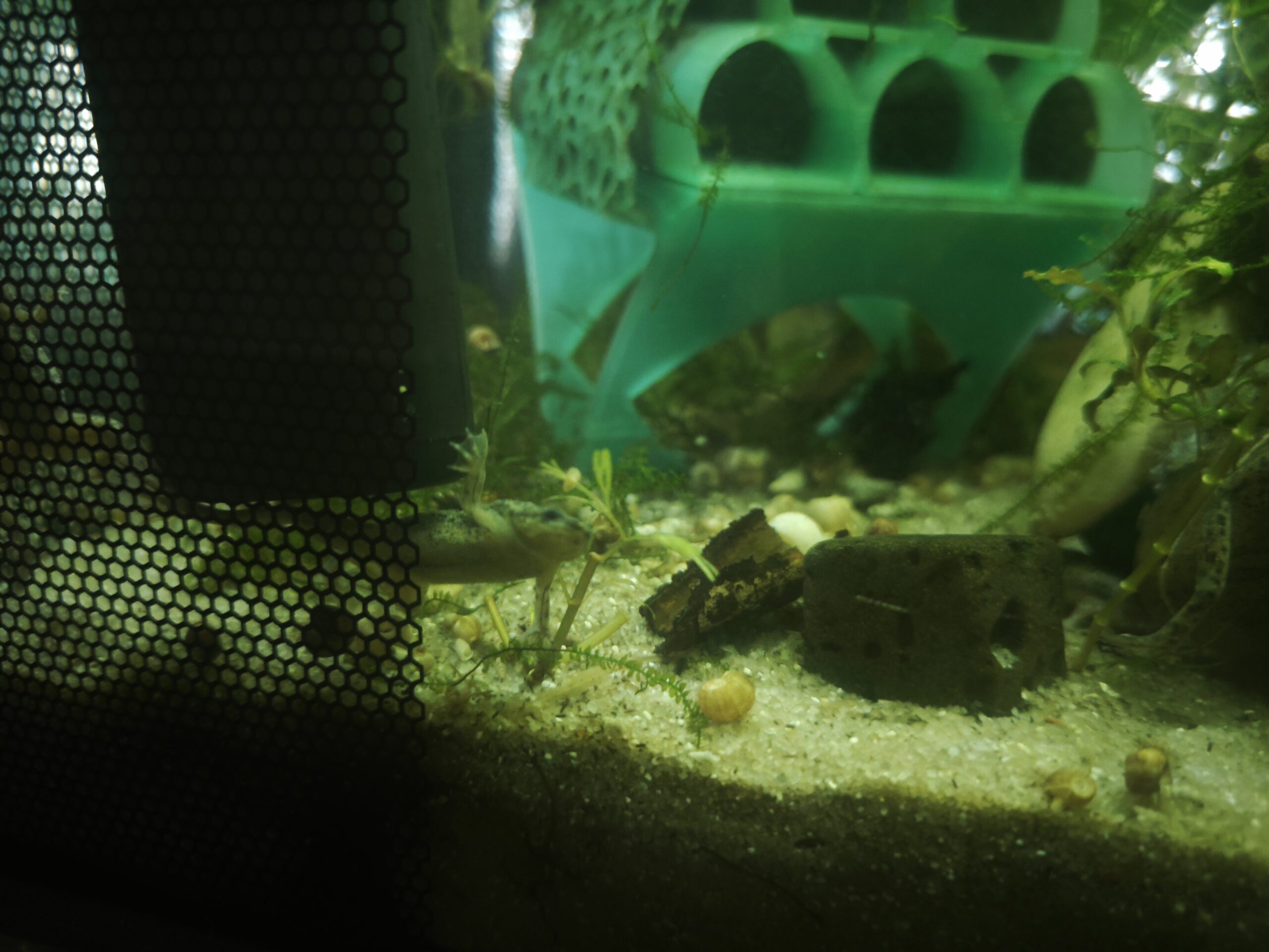 Afrikanische Zwergkrallenfrösche