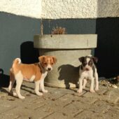 Ratier du Jura Welpen