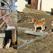 Ratier du Jura Welpen