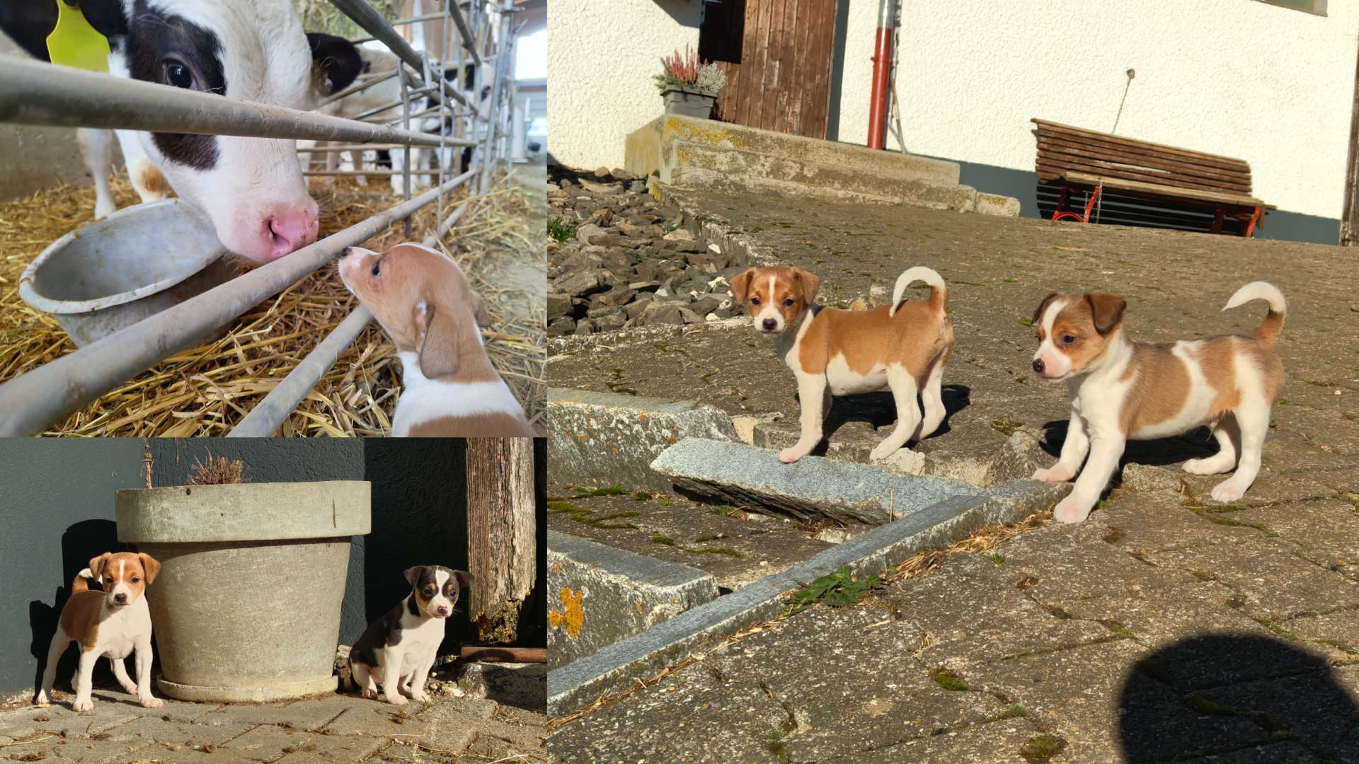 Ratier du Jura Welpen