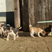 Ratier du Jura Welpen