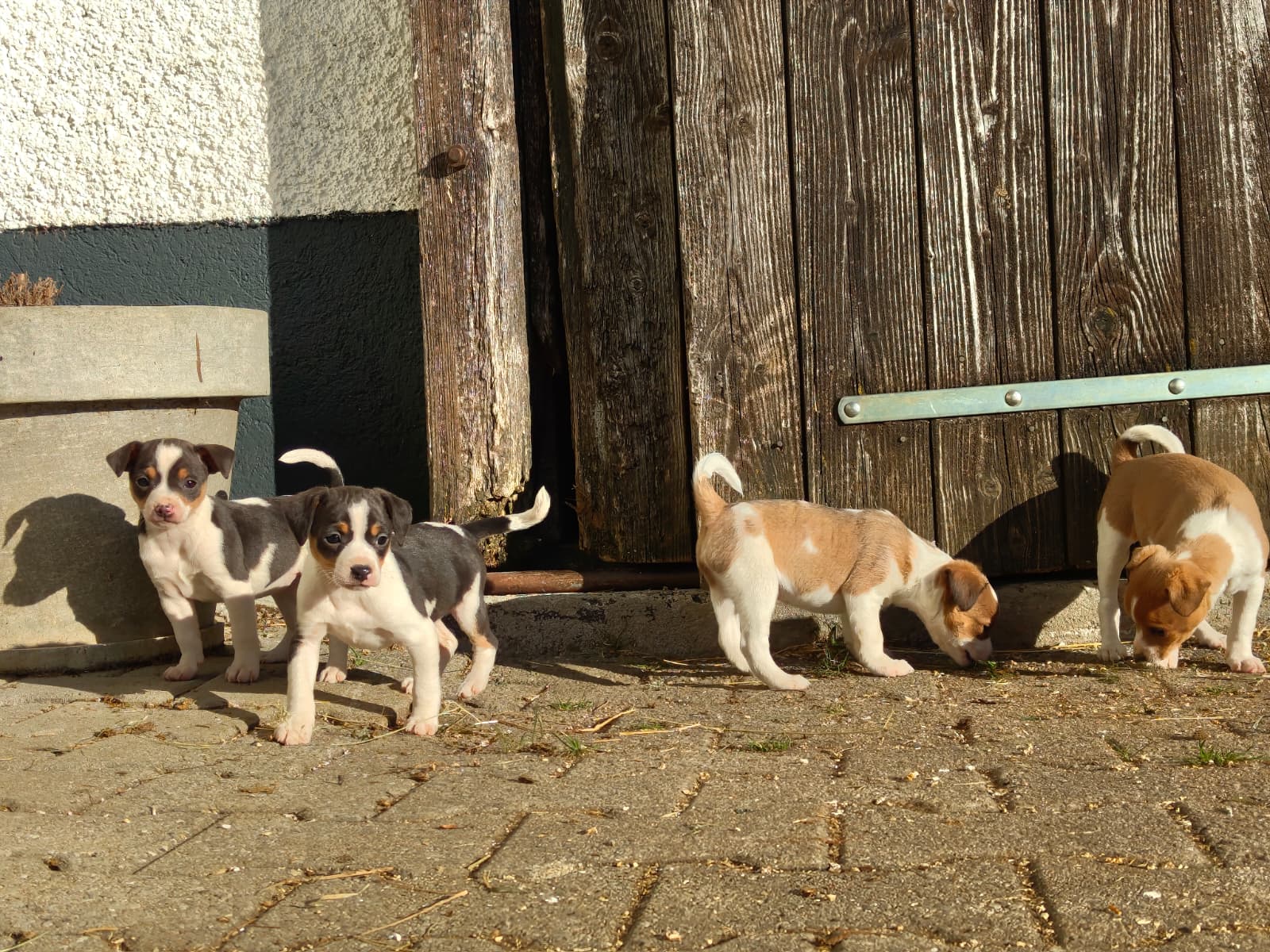 Ratier du Jura Welpen