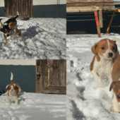 Ratier du Jura Welpen