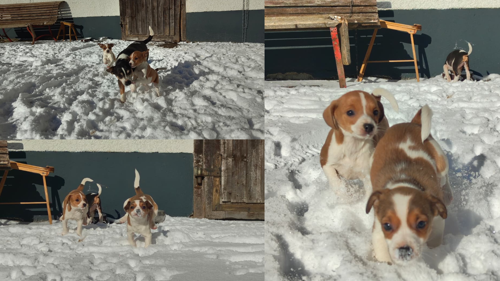 Ratier du Jura Welpen