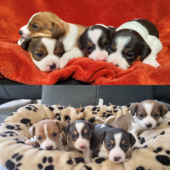 Ratier du Jura Welpen