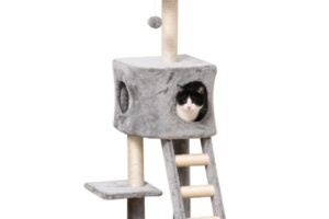Katzen-Kratz