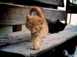 Katzen-Spielbaum “Charly” nur Fr. 45.00 Höhe: 78cm
